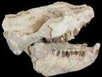 Oreodont (Merycoidodon gracilis) Skull - South Dakota #43134-2